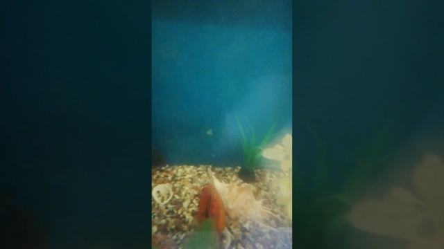 мои новые золотые рыбки (ливова гривый, бабочка, ранчу чёрные) смотреть онлайн