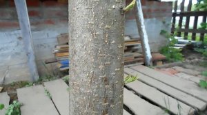 Дача. Столбы из осины. Выросли листья