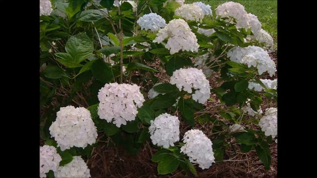 My Early Morning Flowers no sun
