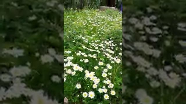 ПОЧЕМУ ГИБНЕТ КАПУСТА. ВИДЕО ОБЗОР УСАДЬБЫ. КАК ВЫРАСТИТЬ АНЮТИНЫ ГЛАЗКИ В БОЧКЕ. смотреть онлайн