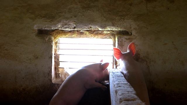 PIG SOUNDS | Squeaking, Oinking and Grunting Noises of Pigs смотреть онлайн