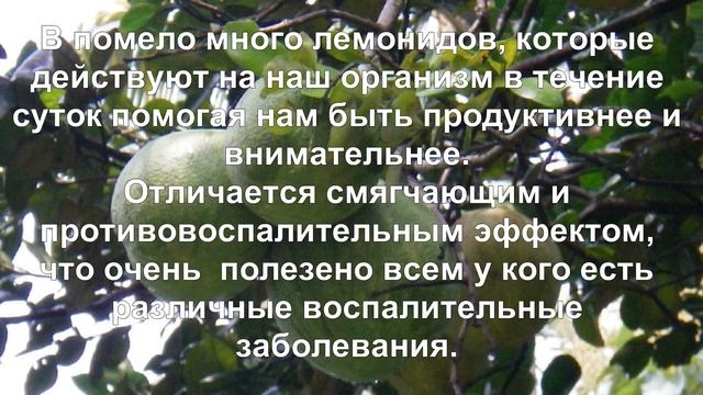 Помело фрукт.  Полезные свойства и противопоказания.