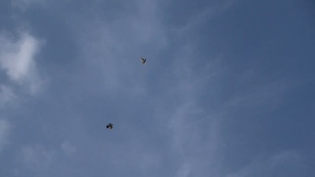 Полет в удовольствие молодых голубей! смотреть онлайн