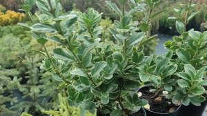 Бересклет японский Альбомаргинатус посадка и уход.