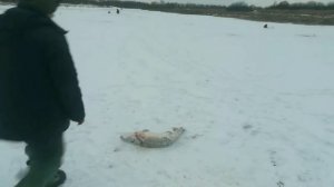 Секреты ловли щуки зимой! Основные правила ловли щуки зимой!