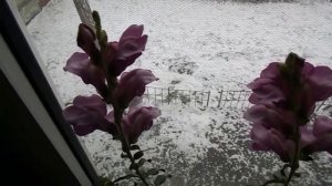 ////Львиный зев зимой, на подоконнике!!!////