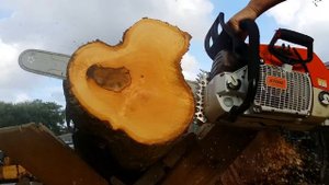STIHL MS 880 modified