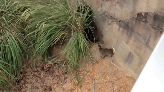 chimps vs. raccoon смотреть онлайн