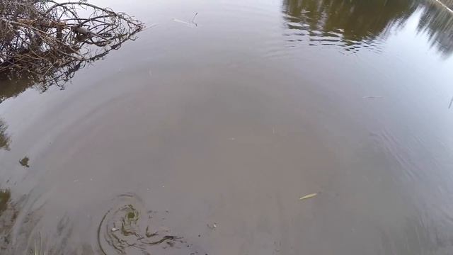 Первая рыбалка 2017. Открытие сезона. смотреть онлайн