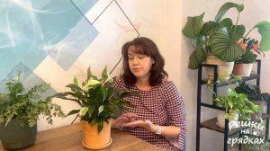 Почему не цветет спатифиллум? Как заставить цвести спатифиллум