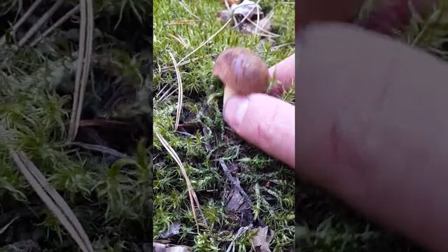 Польский гриб, вересень 2020р. смотреть онлайн