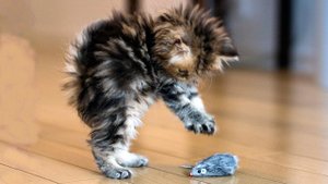 Подборка смешных видео и приколов 137? Лучшие ПРИКОЛЫ 2023