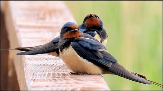 Откуда и за что? смотреть онлайн