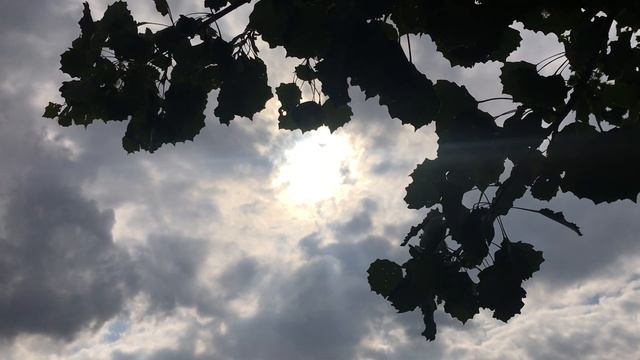 Aspen (Populus tremula) - leaves, branches & twigs in the sun - August 2019 смотреть онлайн