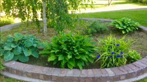 ЧЕРЕНКИ ИВЫ. СЕЯНЦЫ ТУИ. КЛУМБА С ПЛАКУЧЕЙ БЕРЕЗОЙ. Дачный креатив.