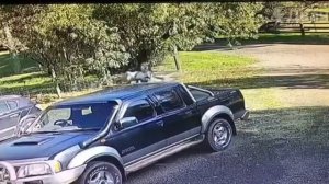 Рукопашный бой кенгуру против человека