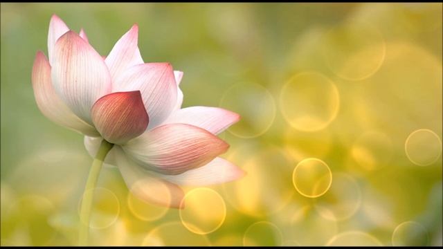 WAHE GURU WAHE JIO | FELICIDAD | CLARIDAD MENTAL | LIBERACION | HAPPINESS | MENTAL CLARITY | FREEDO смотреть онлайн