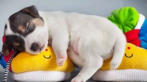 «Хозяин, АУ!». Выпуск 26