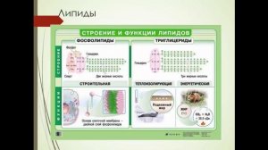 Биология 9 класс. Органические вещества клетки. Людмила Ивановна. Profi-Teacher.ru
