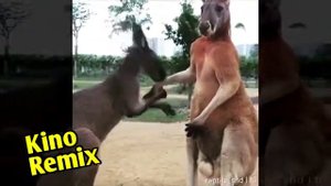 Как дерутся кенгуру