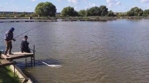 рыбалка рыбалка в подмосковье карп ловля карпа суперкарп белеутово karp fishing