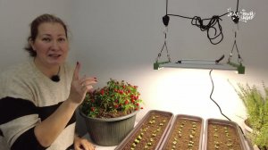 Как досвечивать рассаду, когда ее МЕГА много. Нашла новые фитосветильники на Валдберис
