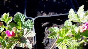 КНЯЖЕНИКА САЖЕНЕЦ БЕАТА ШВЕЦИЯ КУПИТЬ В ПИТОМНИКЕ КНЯЖЕНИКИ МОРОШКИ АМУРСКОГО ВИНОГРАДА.