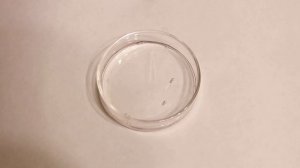 Качественная идентификация папаверина №4