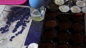 СЕЕМ БАКЛАЖАНЫ ПАРТНЕР