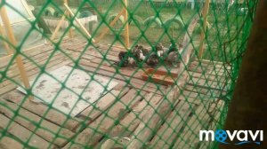 Утята выщипывают перья друг у друга? что сделала