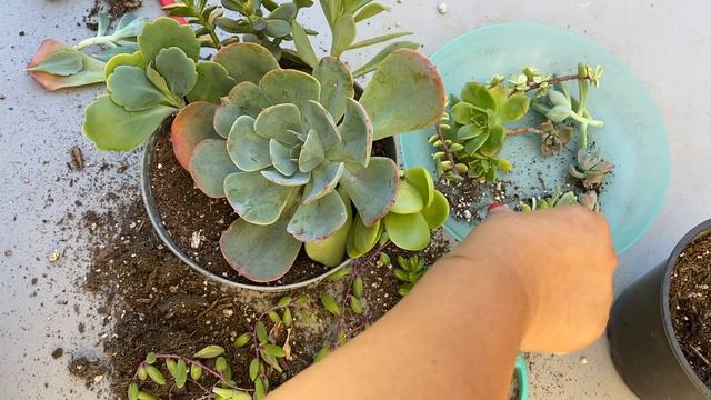 Arreglo de Suculentas | Novedades en el jardin смотреть онлайн