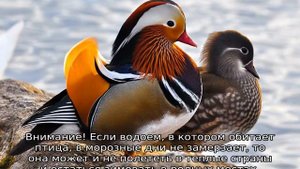 Дикая утка
