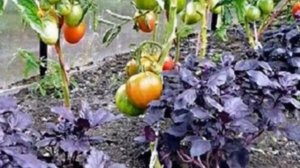 Что посадить рядом с томатами, чтобы снять щедрый урожай