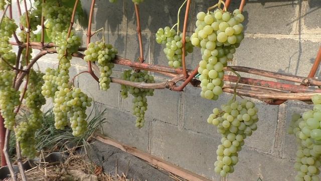 Виноград Беларуси . Сорт винограда к-ш Спартанец. смотреть онлайн