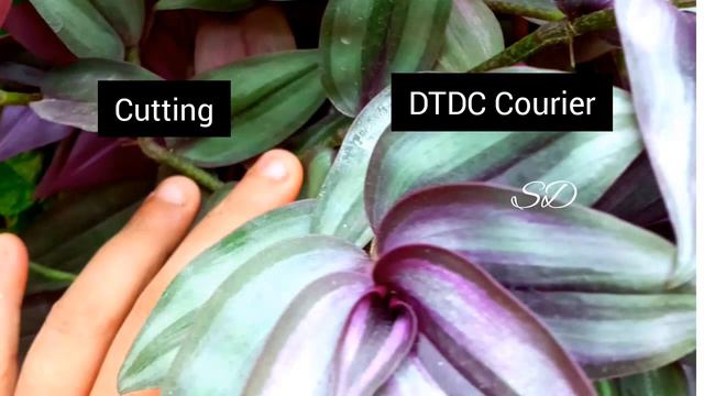 Online plant sale||Combo offer plants||Salu Diaries