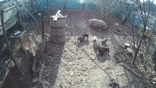 Вьетнамские поросята на прогулке смотреть онлайн