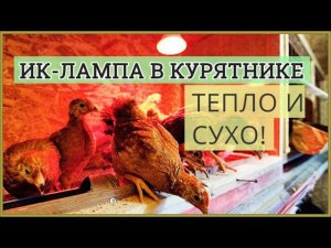 Отопление курятника ИК-лампой. Тепло и сухо!