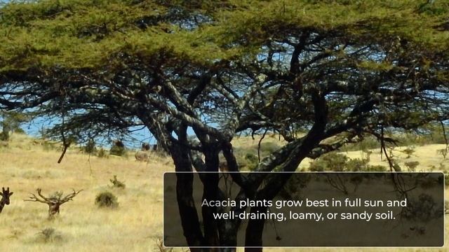 Everything You Need to Know About Acacia Trees смотреть онлайн