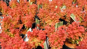 Berberys Thunberga 'Orange Ice' - przykładowe sadzonki
