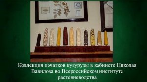 "Николай Иванович Вавилов"