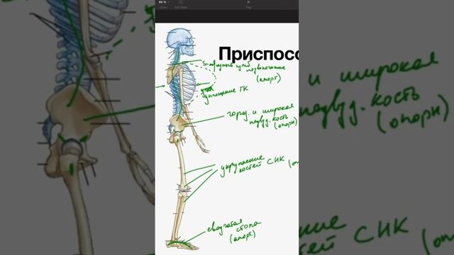 Почему человек не ПАДАЕТ ВПЕРЕД при ходьбе?