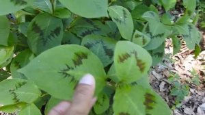Capital Naturalist: Painter's Palette (Persicaria filiformis)