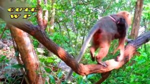 Cutest tiny newborn baby really trying so hard to hug s mom carefully | Cute Wildlife Park