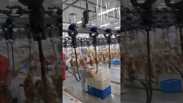 10000 BPH Atomatic Chicken Slaughter Line