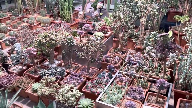 Прогулка по Москве. Активный отдых. Аптекарский огород #москва #прогулкипомоскве #аптекарскийогород