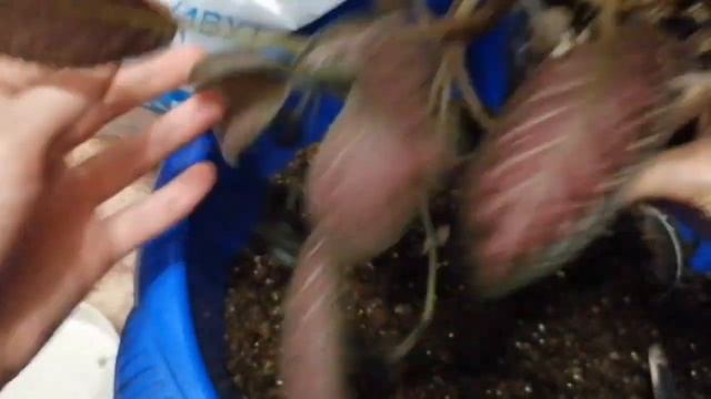 Посадки эписции, бегонии, покупка земли, горшков смотреть онлайн