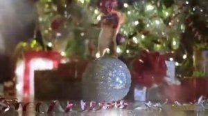 Смешные новогодние белки!!!