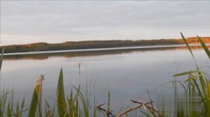 КРАСНОПЕРКА на КУКУРУЗУ. ЛИНЬ-бонусом. 2020