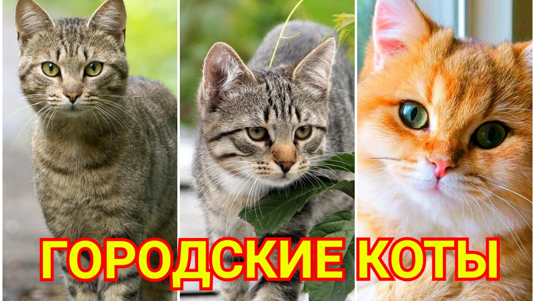 Городские коты
