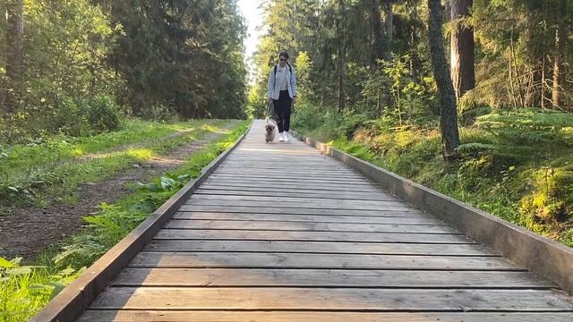 Путешествие с собакой на машине | Пекинес Хавьер едет на Куршскую косу смотреть онлайн